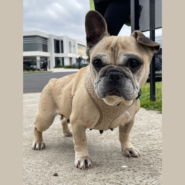 Photo of Cookie
