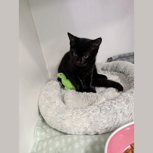 Photo of Hocus 