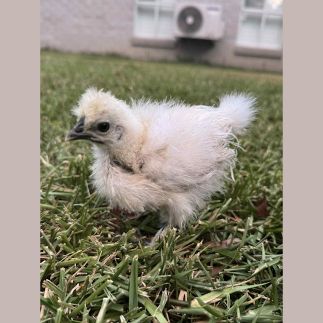 Photo of Ruffles And Puffinstuff The Roosters