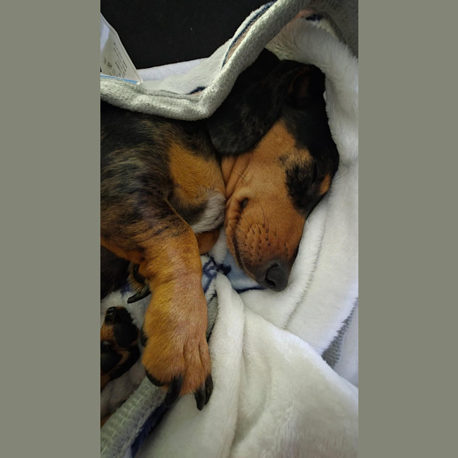 Photo of Morris   2 Year Old Dachshund 