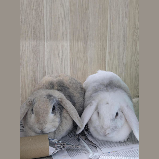 Photo of 🫕 Fondue 6962 🫕