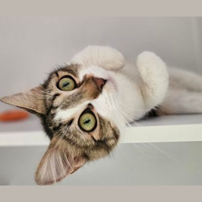 Photo of Lulu