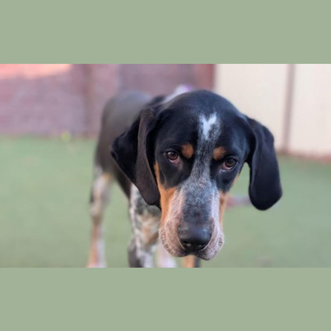 Photo of Banjo