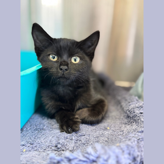 Photo of Squidly Tentacles