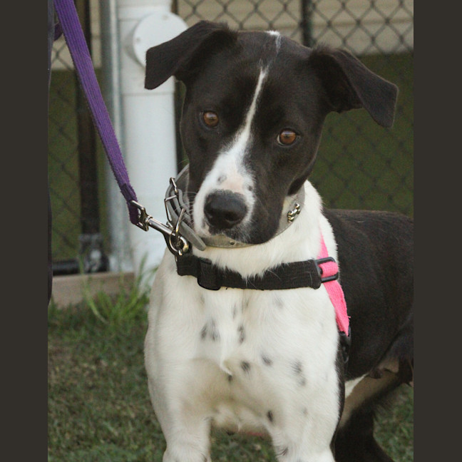 Photo of Sadie