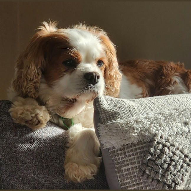 Photo of Kia