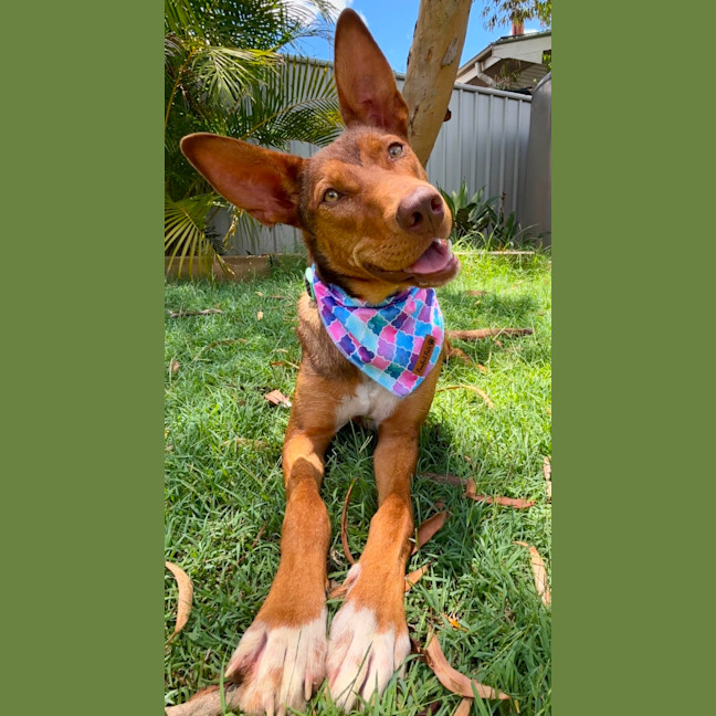 Photo of Cookie