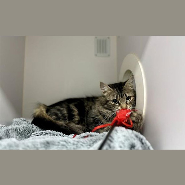 Photo of Purdy Puss 