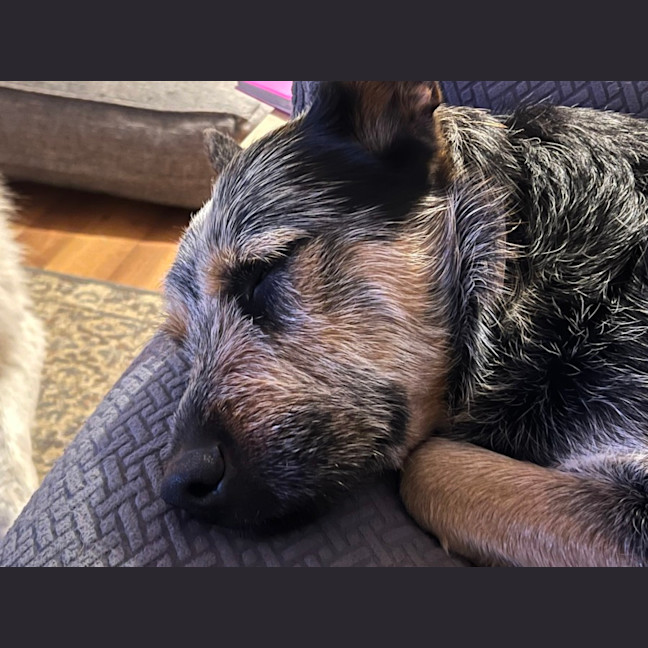 Photo of Buddy