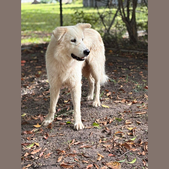 Photo of Caesar