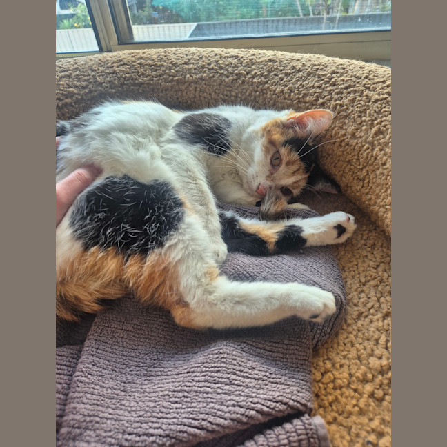 Photo of Cali