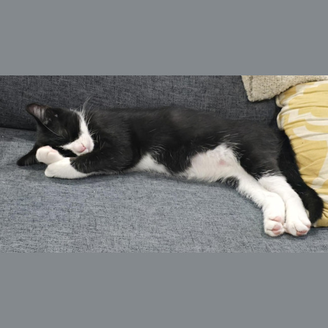 Photo of Gisele   5 Month Old Domestic Short Hair