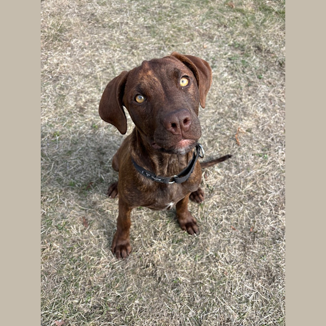 Photo of Sadie