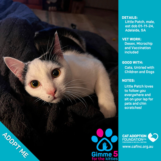 Photo of Little Patch Just $100 Limited Time!