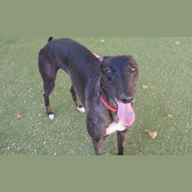 Photo of Penny