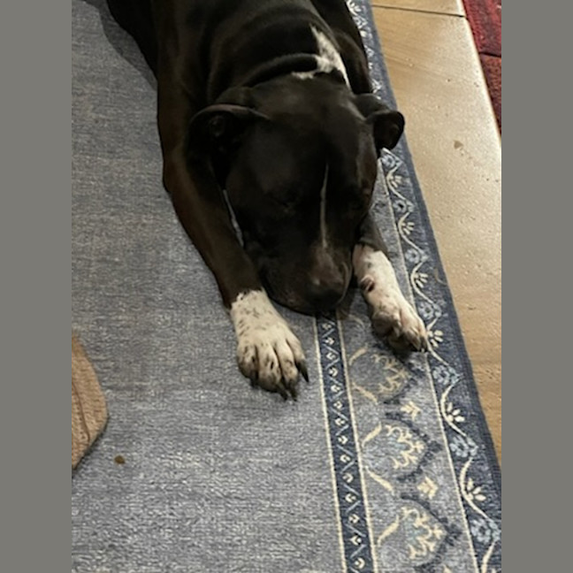 Photo of Charlie   7 Year Old Staffy X Great Dane 