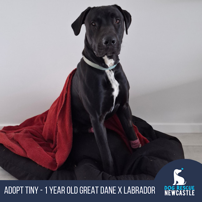 Photo of Tiny   1 Year Old Great Dane X Labrador (Trial)