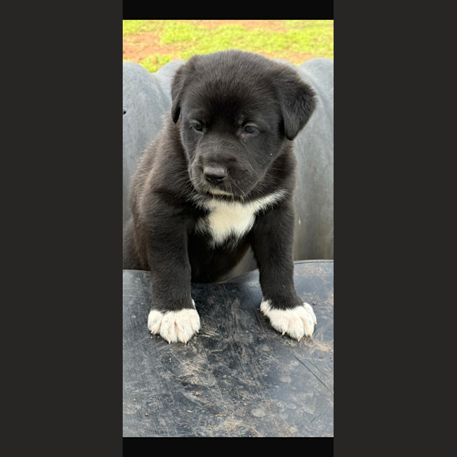 Photo of Oreo