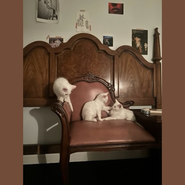 Photo of Vanilla Slice, Custard Tart, Lemon Pie