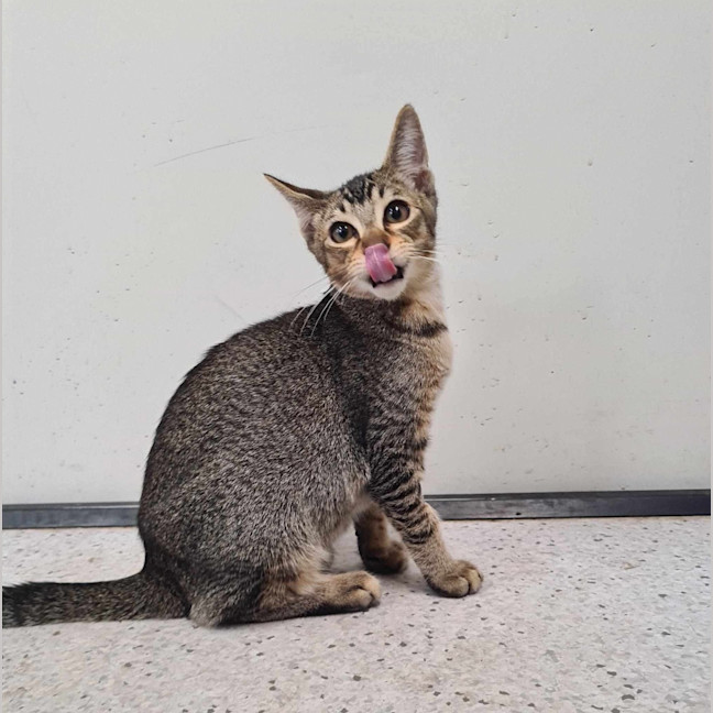 Photo of Snickers