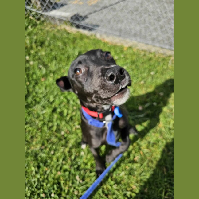 Photo of Ryder