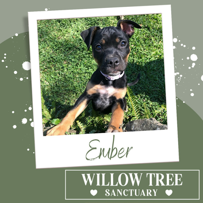 Photo of Ember