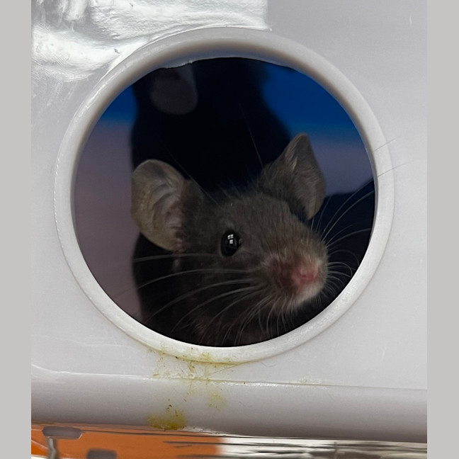 Photo of Stilton