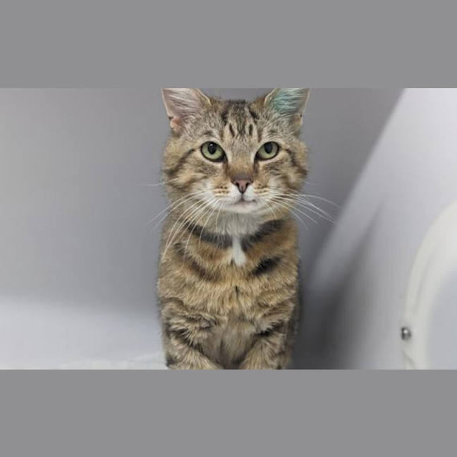Photo of Lynx