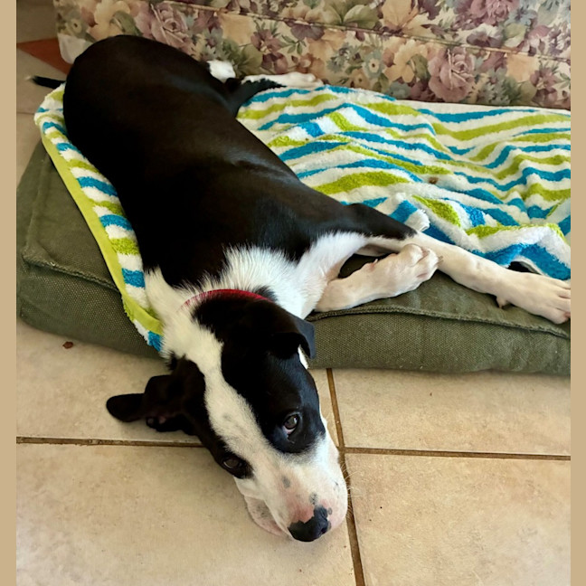 Photo of Bill   5 Month Old Mixed Breed