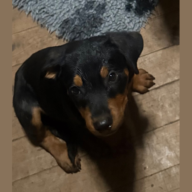 Photo of Frankie Spencer