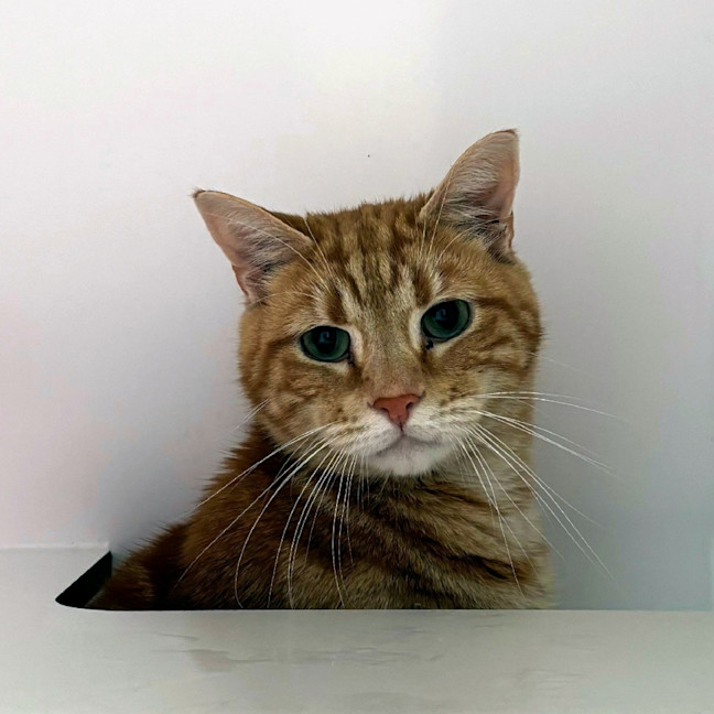 Photo of Toby Sua013811