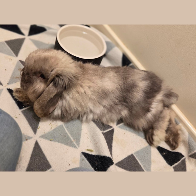 Photo of Theo
