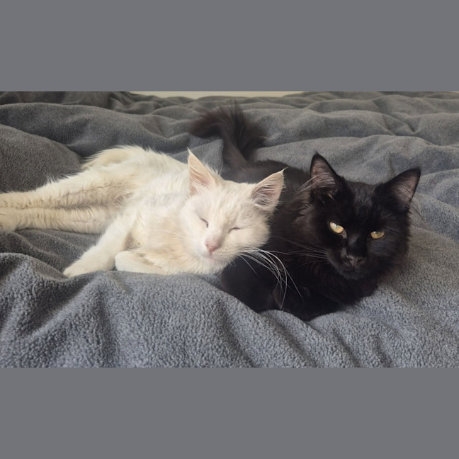 Photo of Silky* 9 Lives Project Rescue*