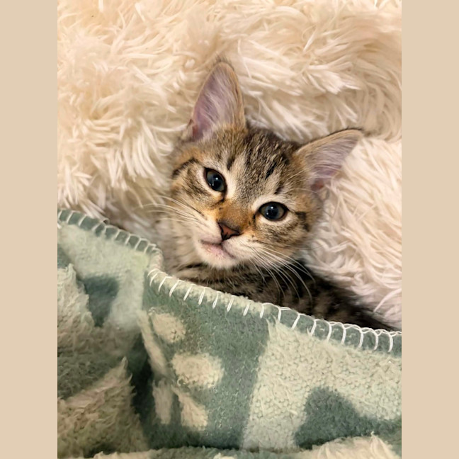 Photo of Gnocchi 