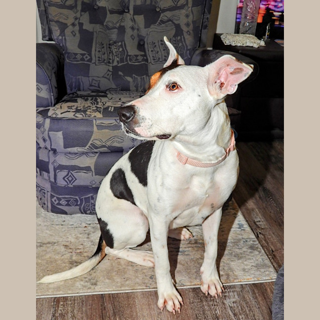 Photo of Lola (Was Honey)