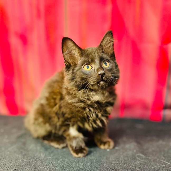 Photo of Merlin (Located In Preston) 