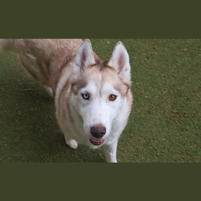 Photo of Rosemary