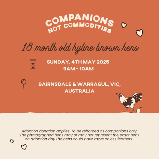 Photo of Rescue Hens