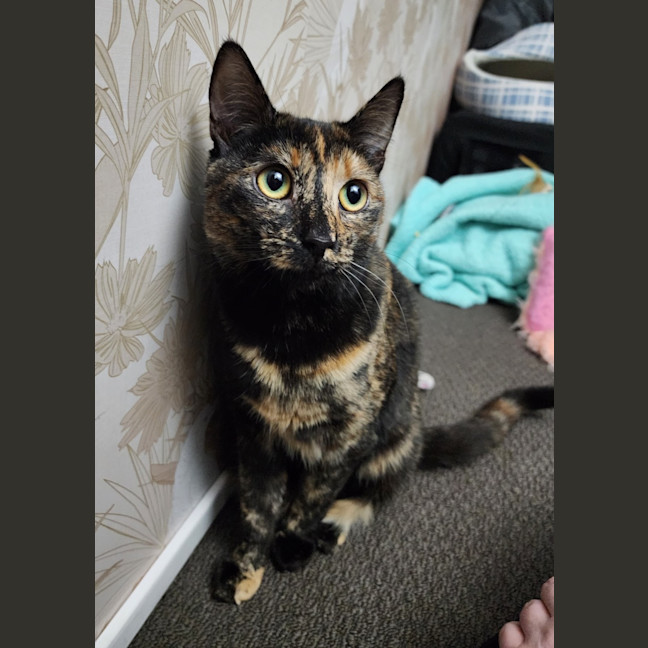 Photo of Honey