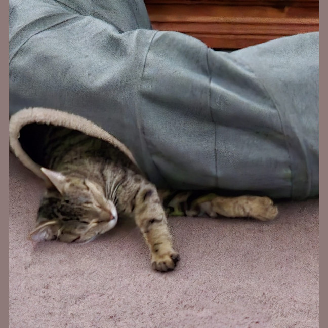 Photo of Tumbles   1 Year Old Domestic Short Hair