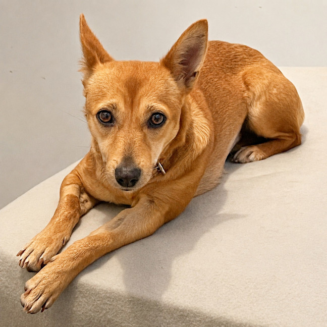 Photo of Honey