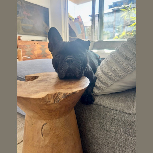 Photo of Vader   5 Year Old French Bulldog