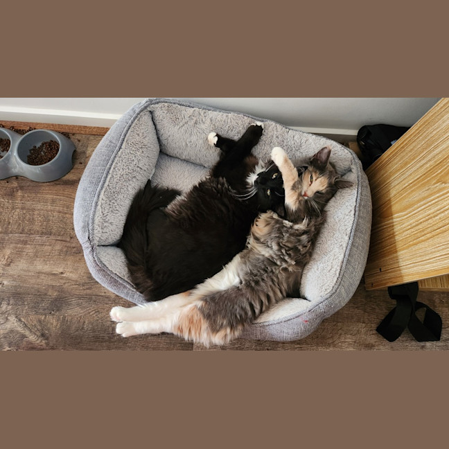 Photo of Smoky (And Cassie)