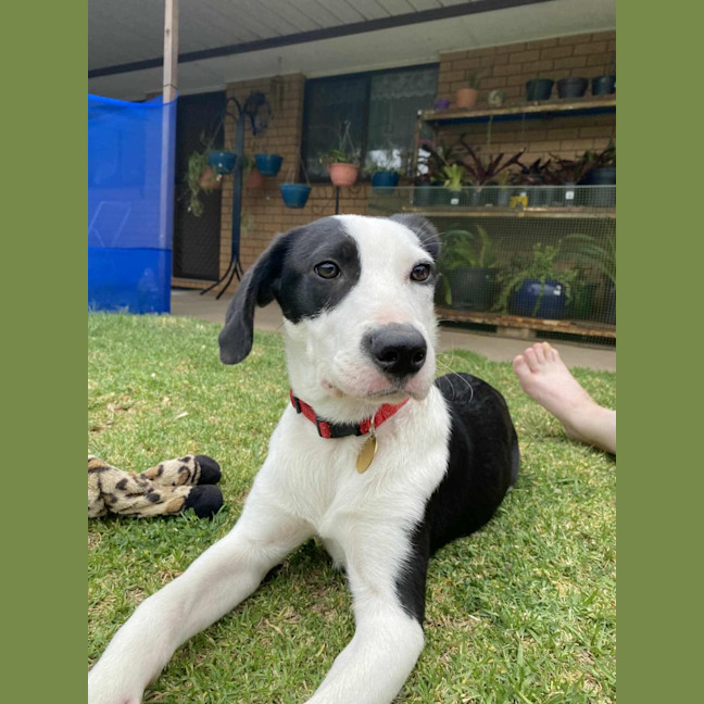 Photo of Gypsy
