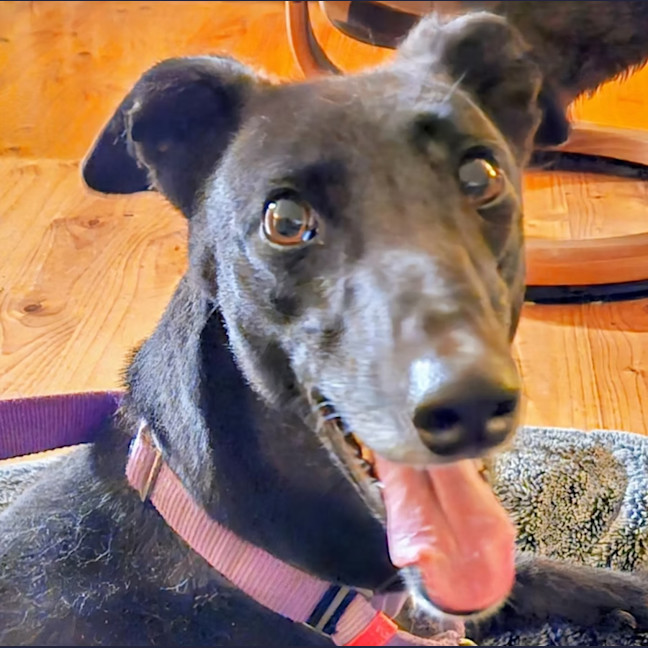 Photo of Luna