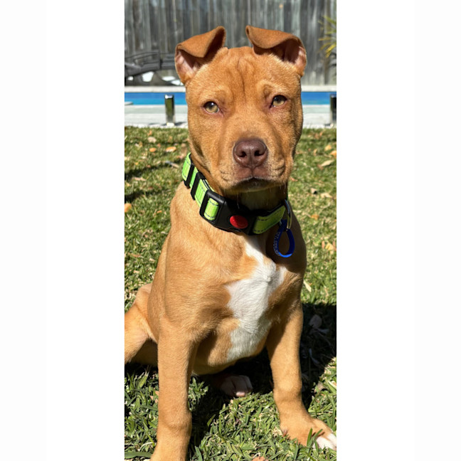 Photo of Brandy   4 Month Old Staffy X