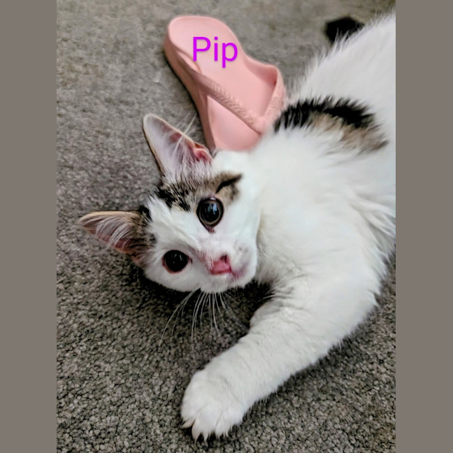 Photo of Pip Meet Me @Petstock Dandenong Store 