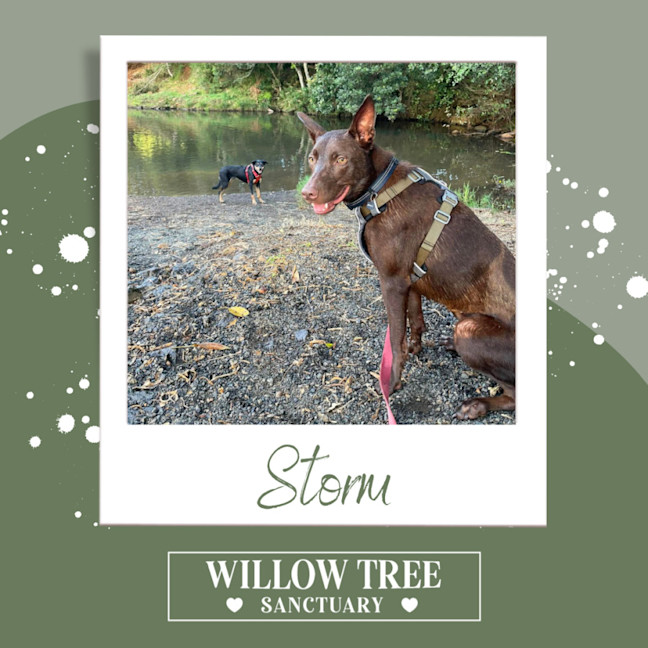 Photo of Storm