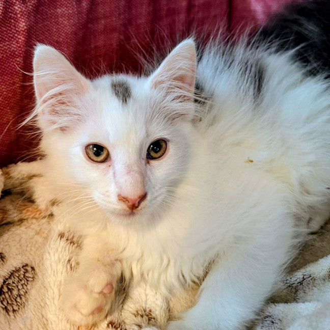 Photo of Captain Fantastic