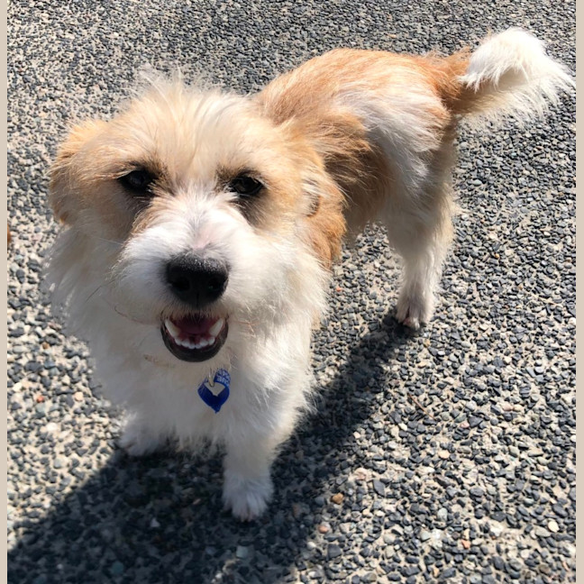 Photo of Luisa   19 Month Old Jack Russell X (Trial)